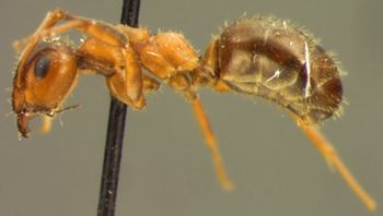 Media type: image; Entomology 33835   Aspect: habitus lateral view